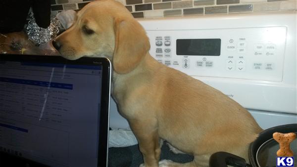labrador retriever puppy posted by Jason 33